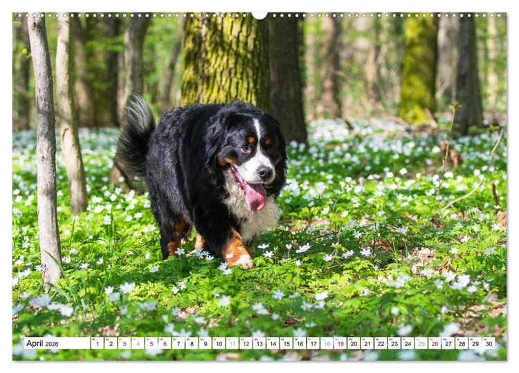 Produktbild: Ein Herz auf 4 Pfoten - Berner Sennenhund (hochwertiger Premium Wandkalender 2026 DIN A2 quer), Kunstdruck in Hochglanz