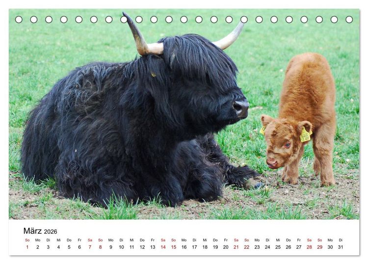 Produktbild: Die Schottischen Hochlandrinder und ihr Nachwuchs (Tischkalender 2026 DIN A5 quer), CALVENDO Monatskalender