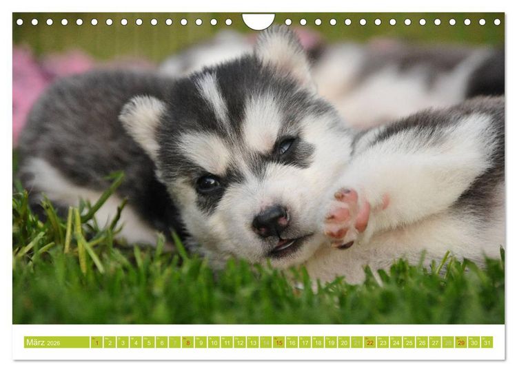 Produktbild: Siberian Husky - der Urtyp (Wandkalender 2026 DIN A4 quer), CALVENDO Monatskalender