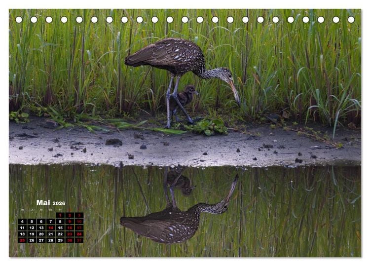 Produktbild: Floridas wunderbare Vogelwelt (Tischkalender 2026 DIN A5 quer), CALVENDO Monatskalender