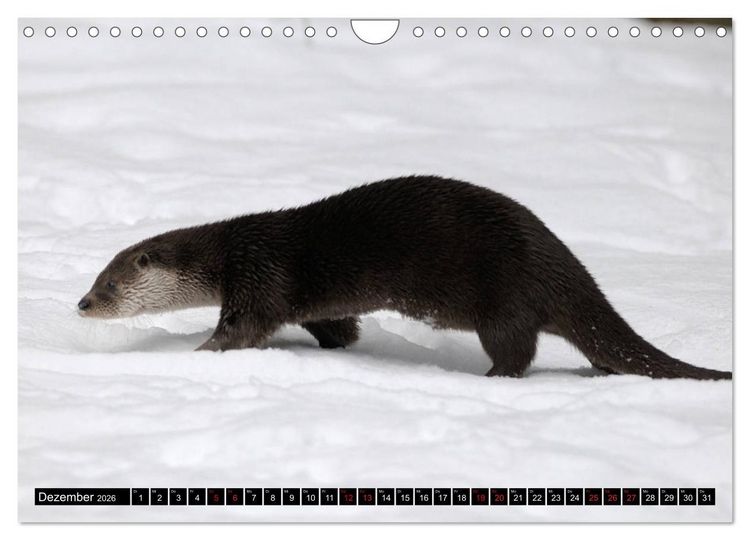 Produktbild: Fischotter, flinke J&auml;ger (Wandkalender 2026 DIN A4 quer), CALVENDO Monatskalender