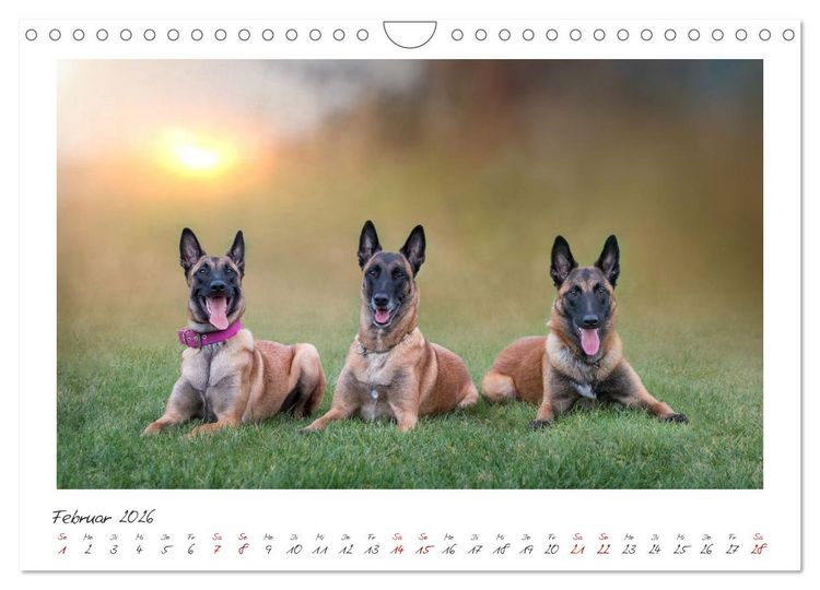 Produktbild: Traumhund Malinois (Wandkalender 2026 DIN A4 quer), CALVENDO Monatskalender
