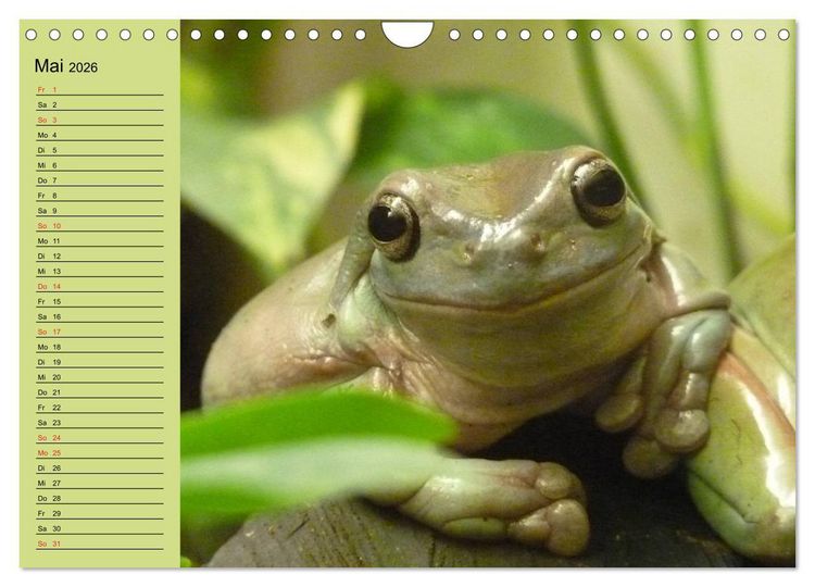 Produktbild: Frosch m&uuml;sste man sein! (Wandkalender 2026 DIN A4 quer), CALVENDO Monatskalender