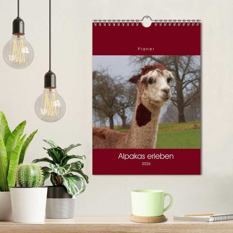Produktbild: Alpakas erleben (Wandkalender 2026 DIN A4 hoch), CALVENDO Monatskalender