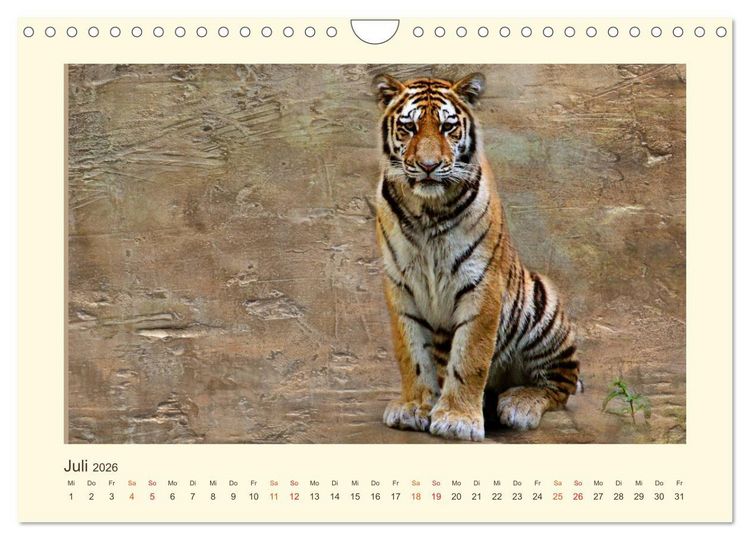 Produktbild: Sibirische Tigerportraits (Wandkalender 2026 DIN A4 quer), CALVENDO Monatskalender