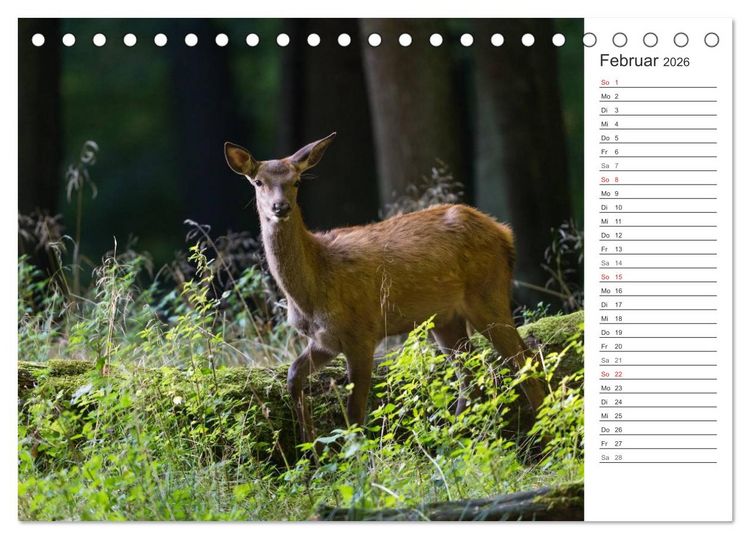Produktbild: Emotionale Momente: Hirschbrunft. Part II. (Tischkalender 2026 DIN A5 quer), CALVENDO Monatskalender