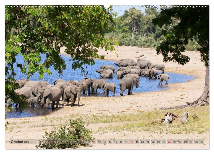 Produktbild: Elefanten in Afrika (hochwertiger Premium Wandkalender 2026 DIN A2 quer), Kunstdruck in Hochglanz