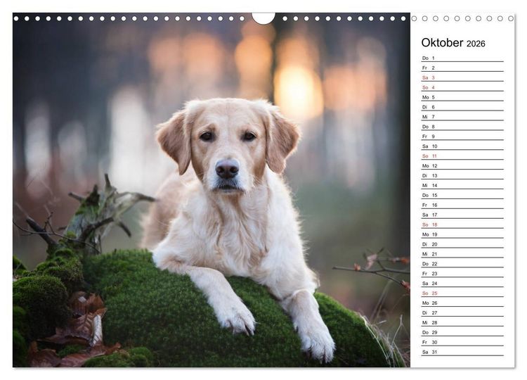 Produktbild: Goldig durch das Jahr! (Wandkalender 2026 DIN A3 quer), CALVENDO Monatskalender