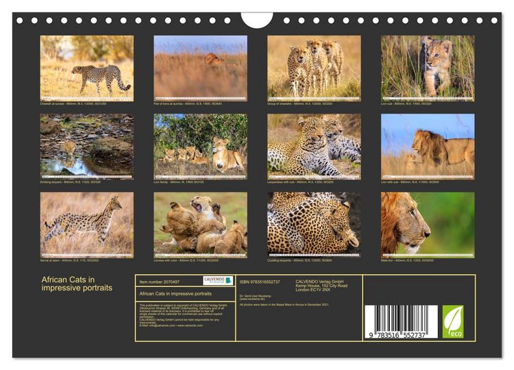 Produktbild: African Cats in impressive portraits (Wall Calendar 2026 DIN A4 landscape), CALVENDO 12 Month Wall Calendar