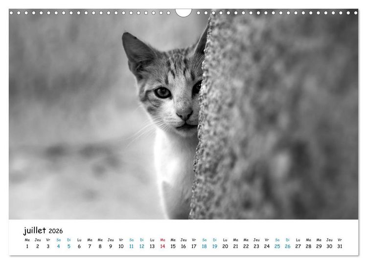 Produktbild: Chats de Santorin - Les princes d'Oia en noir et blanc (Calendrier mural 2026 DIN A3 vertical), CALVENDO calendrier mensuel
