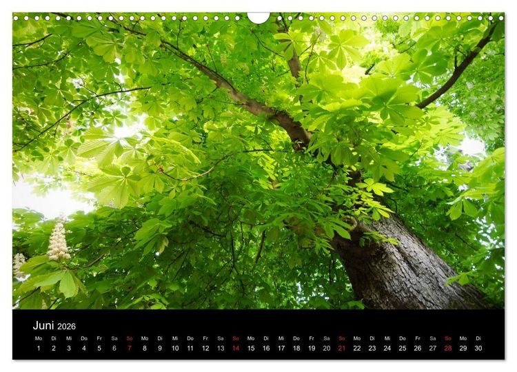 Produktbild: Baumportr&auml;ts 2026 (Wandkalender 2026 DIN A3 quer), CALVENDO Monatskalender
