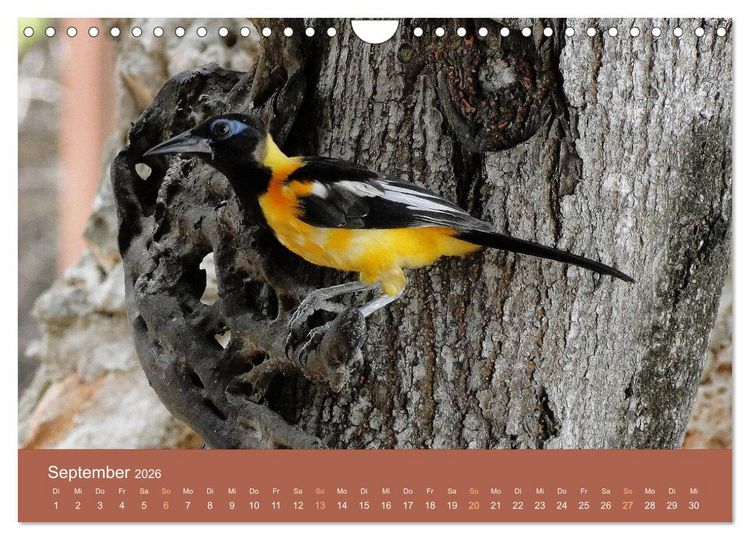 Produktbild: ABC: Aruba - Bonaire - Cura&ccedil;ao (Wandkalender 2026 DIN A4 quer), CALVENDO Monatskalender