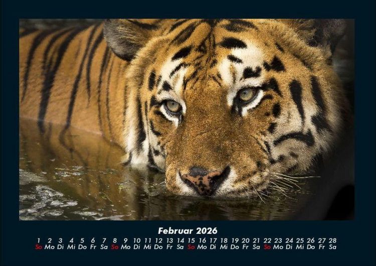 Produktbild: Tiger 2026 Fotokalender DIN A4