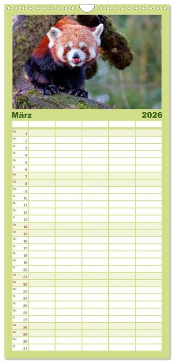 Produktbild: Familienplaner 2026 - Kleiner Panda mit 5 Spalten (Wandkalender, 21 x 45 cm) CALVENDO
