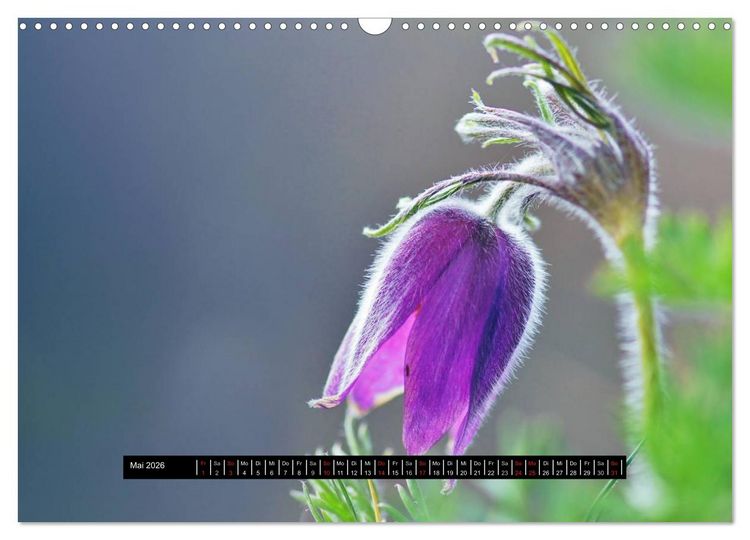 Produktbild: Bl&uuml;ten-Zauber am Wegesrand 2026 (Wandkalender 2026 DIN A3 quer), CALVENDO Monatskalender