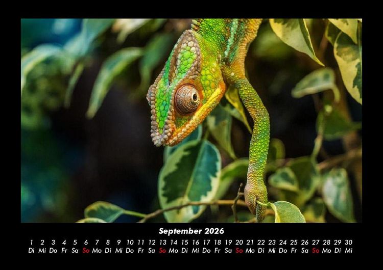 Produktbild: Der Tierkalender 2026 Fotokalender DIN A3