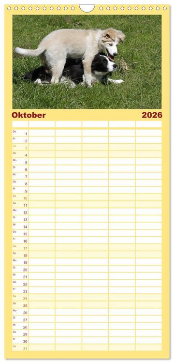 Produktbild: Familienplaner 2026 - Border Collie Welpen mit 5 Spalten (Wandkalender, 21 x 45 cm) CALVENDO