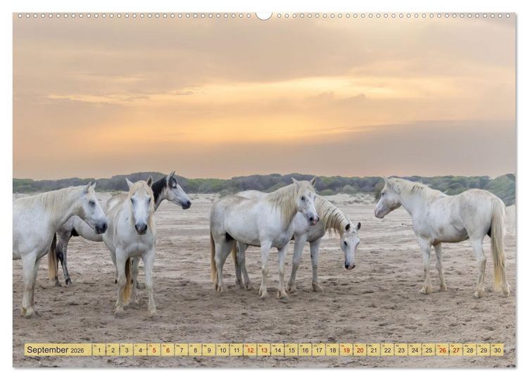 Produktbild: Die wilden Pferde der Camargue (hochwertiger Premium Wandkalender 2026 DIN A2 quer), Kunstdruck in Hochglanz