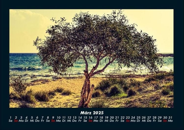 Produktbild: B&auml;ume 2025 Fotokalender DIN A4