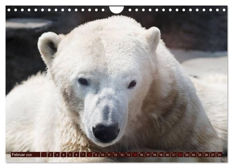 Produktbild: B&auml;ren (Wandkalender 2026 DIN A4 quer), CALVENDO Monatskalender