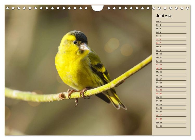 Produktbild: Erlenzeisige (Wandkalender 2026 DIN A4 quer), CALVENDO Monatskalender
