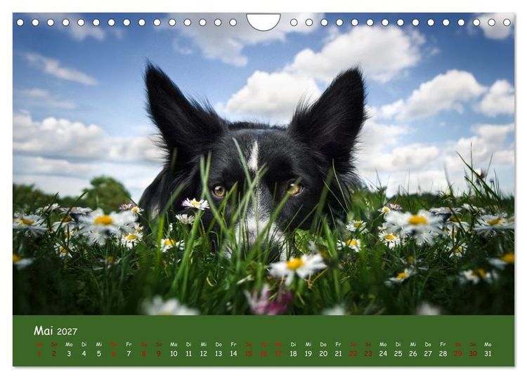 Produktbild: Border Collie Kalender &ndash; Ausdrucksstarke Close-up-Portraits durch die Jahreszeiten (Wandkalender 2027 DIN A4 quer), CALVENDO Monatskalender