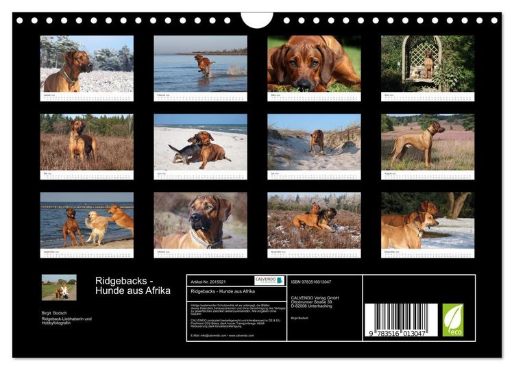 Produktbild: Ridgebacks - Hunde aus Afrika (Wandkalender 2026 DIN A4 quer), CALVENDO Monatskalender