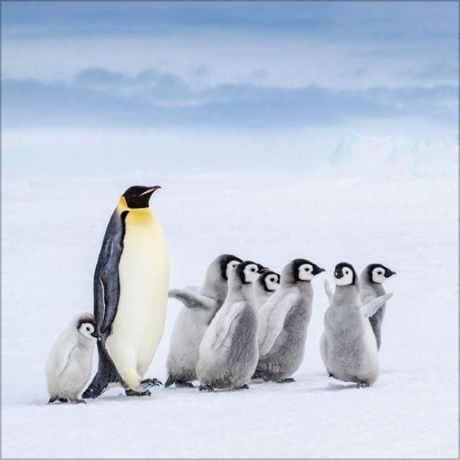 Produktbild: Pinguine 2027