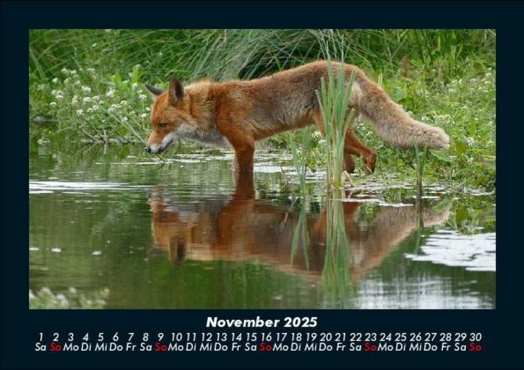 Produktbild: Waldbewohner 2025 Fotokalender DIN A5