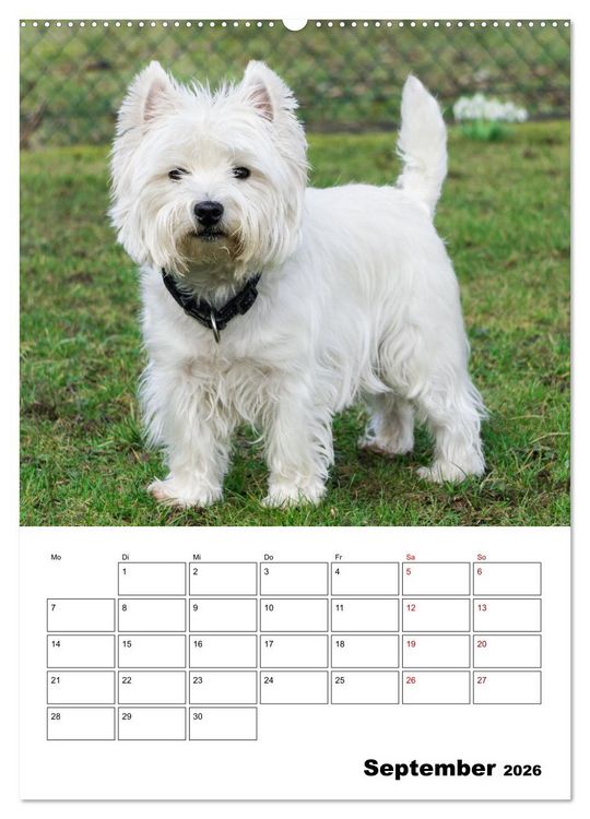 Produktbild: West Highland White Terrier - Herzensbrecher auf vier Pfoten (Wandkalender 2026 DIN A2 hoch), CALVENDO Monatskalender
