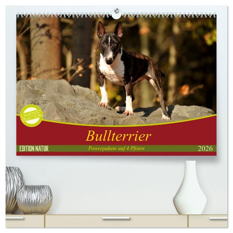 Produktbild: Bullterrier, Powerpakete auf 4 Pfoten (hochwertiger Premium Wandkalender 2026 DIN A2 quer), Kunstdruck in Hochglanz