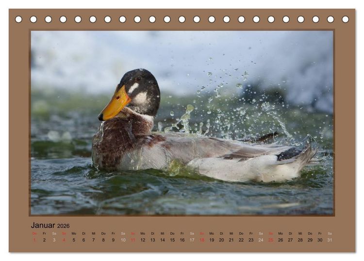 Produktbild: Laufenten immer was zu Schnattern (Tischkalender 2026 DIN A5 quer), CALVENDO Monatskalender