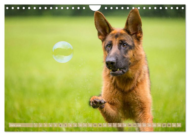 Produktbild: Sch&auml;ferhunde - Freunde auf 4 Pfoten (Wandkalender 2026 DIN A4 quer), CALVENDO Monatskalender