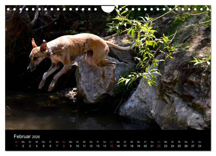 Produktbild: Whippets in Aktion (Wandkalender 2026 DIN A4 quer), CALVENDO Monatskalender