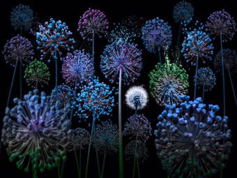 Produktbild: CALVENDO Puzzle Allium fantasia | 1000 Teile Lege-Gr&ouml;&szlig;e 64x48cm Foto-Puzzle f&uuml;r gl&uuml;ckliche Stunden