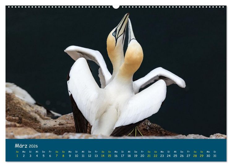 Produktbild: Helgol&auml;nder Basst&ouml;lpel 2026 (hochwertiger Premium Wandkalender 2026 DIN A2 quer), Kunstdruck in Hochglanz