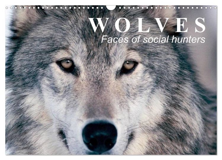 Produktbild: Wolves &bull; Faces of social hunters (Wall Calendar 2026 DIN A3 landscape), CALVENDO 12 Month Wall Calendar