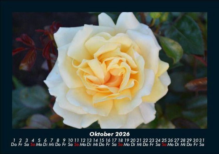Produktbild: Rosentraum 2026 Fotokalender DIN A5