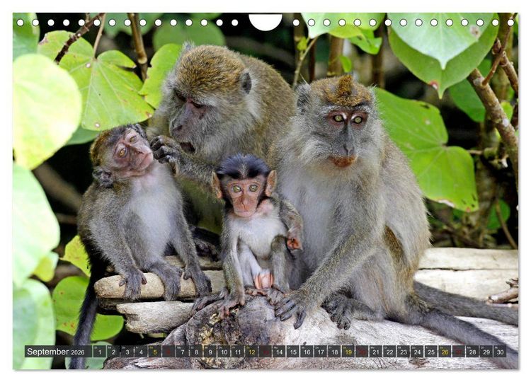 Produktbild: Borneo - Tierparadies Regenwald (Wandkalender 2026 DIN A4 quer), CALVENDO Monatskalender