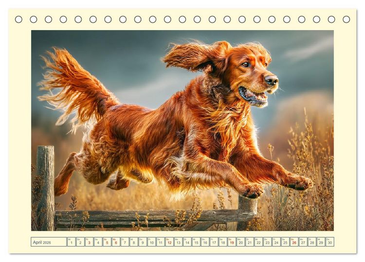 Produktbild: Irish Red Setter. Wo noble Eleganz auf Tatendrang trifft (Tischkalender 2026 DIN A5 quer), CALVENDO Monatskalender