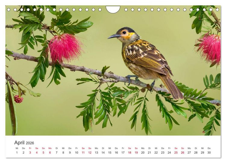 Produktbild: Singv&ouml;gel aus Australien (Wandkalender 2026 DIN A4 quer), CALVENDO Monatskalender