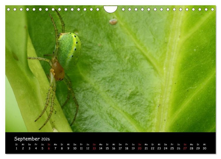Produktbild: Heimische Spinnen (Wandkalender 2026 DIN A4 quer), CALVENDO Monatskalender