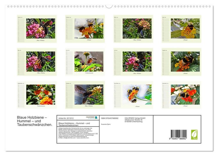 Produktbild: Blaue Holzbiene &ndash; Hummel &ndash; und Taubenschw&auml;nzchen. (hochwertiger Premium Wandkalender 2026 DIN A2 quer), Kunstdruck in Hochglanz
