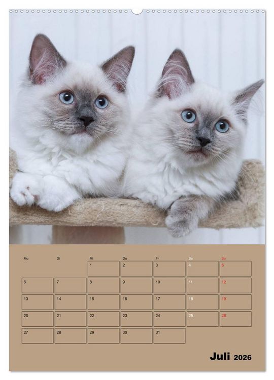 Produktbild: Ragdolls zum Verlieben (Wandkalender 2026 DIN A2 hoch), CALVENDO Monatskalender