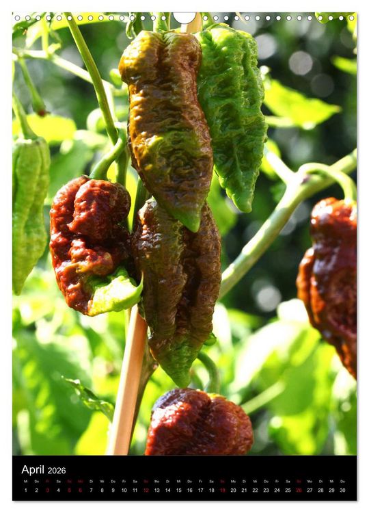 Produktbild: Chilis - H&ouml;llisch scharfe Fr&uuml;chtchen (Wandkalender 2026 DIN A3 hoch), CALVENDO Monatskalender