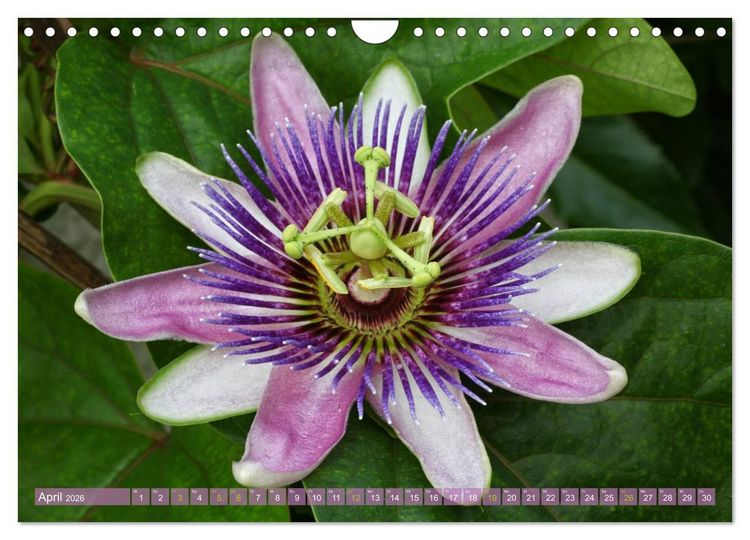 Produktbild: Flower Power - Zauberhafte K&uuml;belpflanzen (Wandkalender 2026 DIN A4 quer), CALVENDO Monatskalender