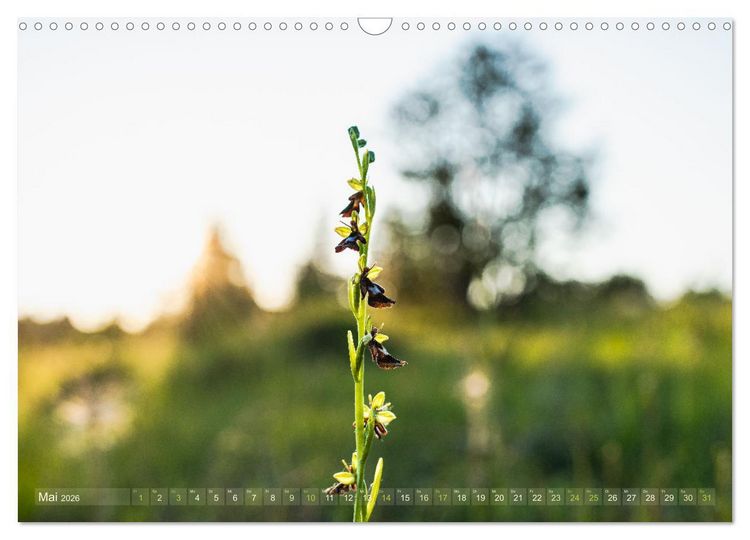 Produktbild: Orchideenzeit auf der Schw&auml;bischen Alb (Wandkalender 2026 DIN A3 quer), CALVENDO Monatskalender