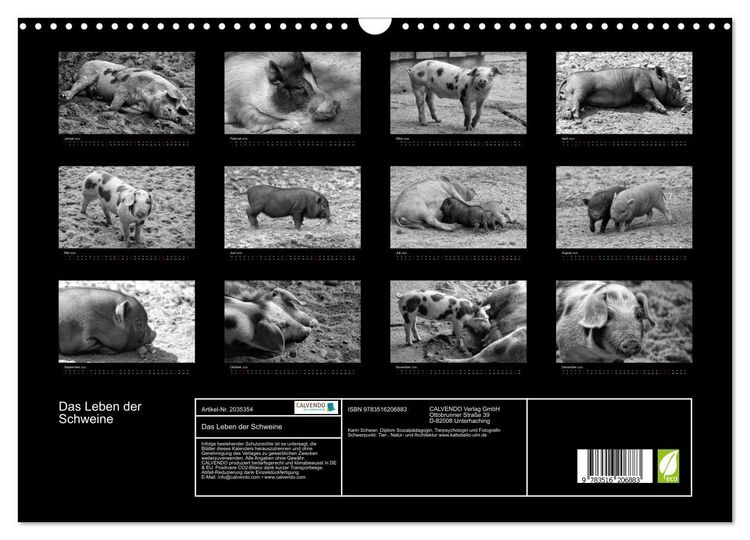 Produktbild: Das Leben der Schweine (Wandkalender 2026 DIN A3 quer), CALVENDO Monatskalender