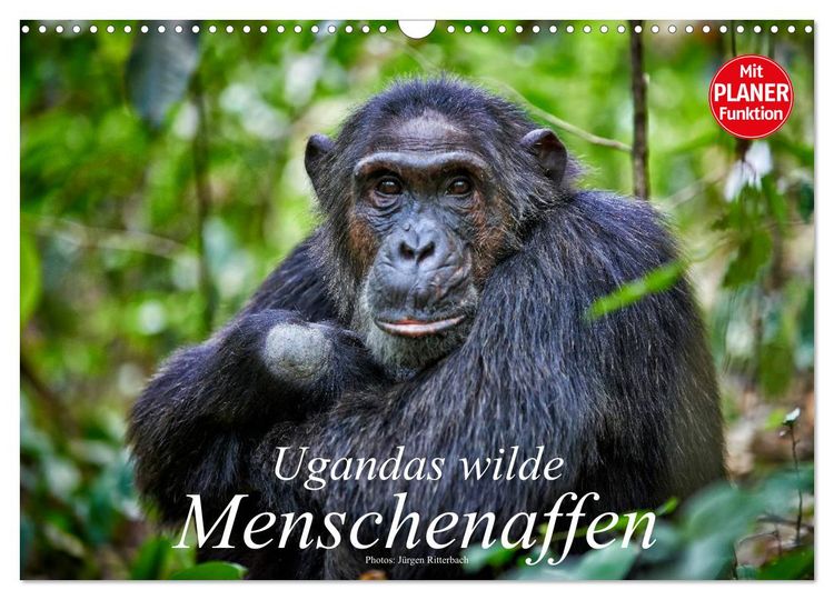 Produktbild: Ugandas wilde Menschenaffen (Wandkalender 2026 DIN A3 quer), CALVENDO Monatskalender