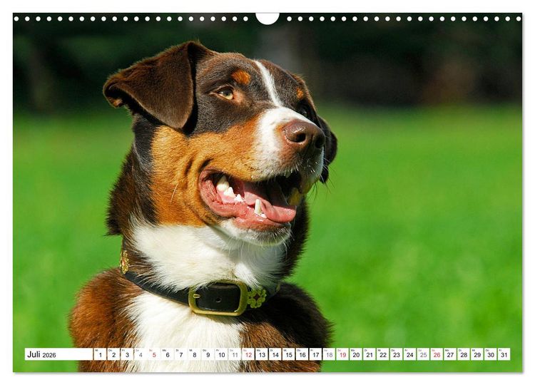 Produktbild: Schweizer Sennenhunde - die Hunde aus den Schweizer Alpen (Wandkalender 2026 DIN A3 quer), CALVENDO Monatskalender